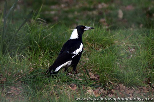 New Zealand's most fearsome bird, The Magpie, for which I've had the most healthy respect ever since I was a paperboy photograph