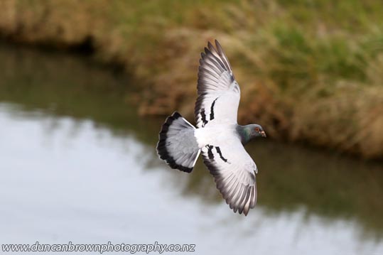 Rock pigeon over the Wairoa River photograph