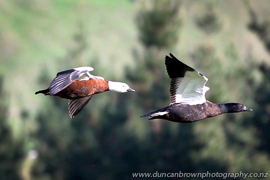From left: Mrs and Mr Paradise Shelduck, Putangitangi. One of our native birds, they generally mate for life, feeding and flying together. Seen in Matangi Rd, Tukituki Valley, Havelock North photograph