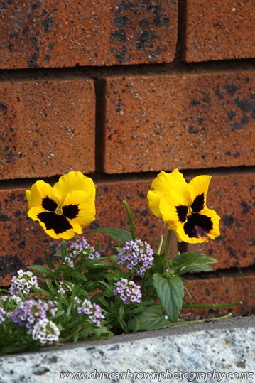 Yellow pansies by brick wall photograph
