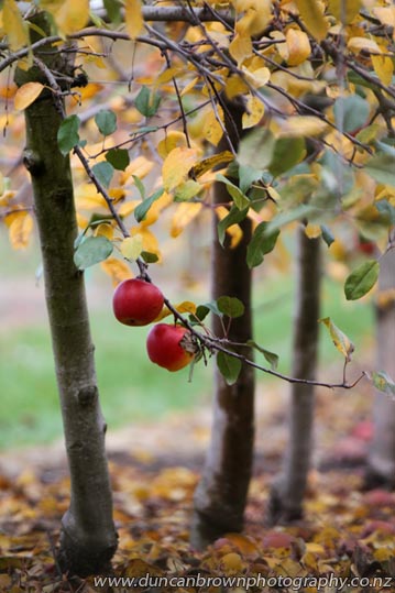 Apples in winter, autumn leaves photograph