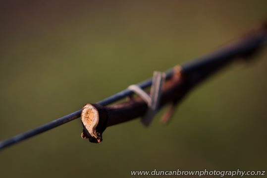 Ready for next season: Pruned grapevines, Havelock North photograph