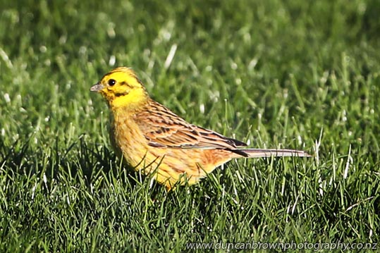 Watching the soccer: A yellowhammer in Marewa Park, Napier photograph