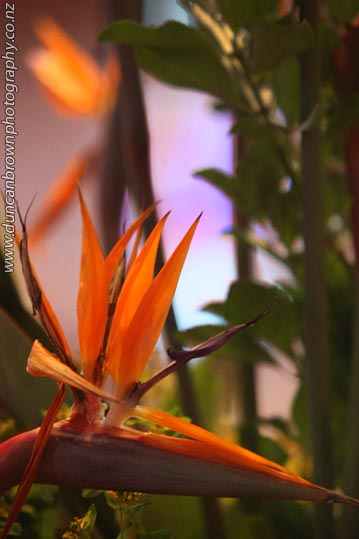 Just heavenly - Bird of Paradise in the Waiapu Anglican Cathedral of St John the Evangelist, Napier photograph