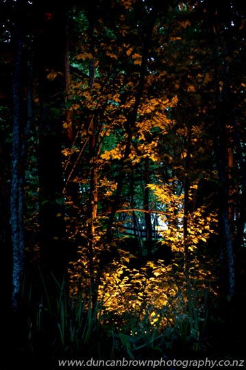 Lights in trees, Sacred Hill Winery, Puketapu photograph