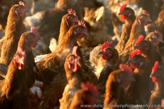 Free range chickens, enjoying the late afternoon sun in Bridge Pa photograph