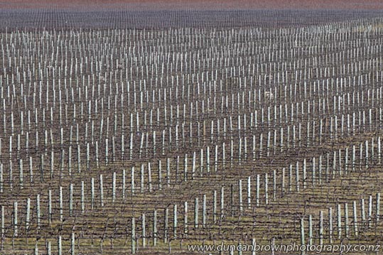 Winter vineyards at Roy's Hill photograph