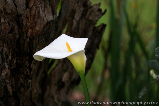 A white calla lily photograph
