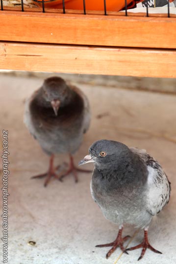 Pigeons find shade under a rabbit hutch at the Napier SPCA photograph