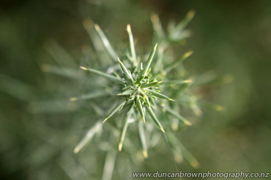 Spiky alpine plant photograph