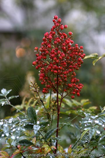 Red berries photograph
