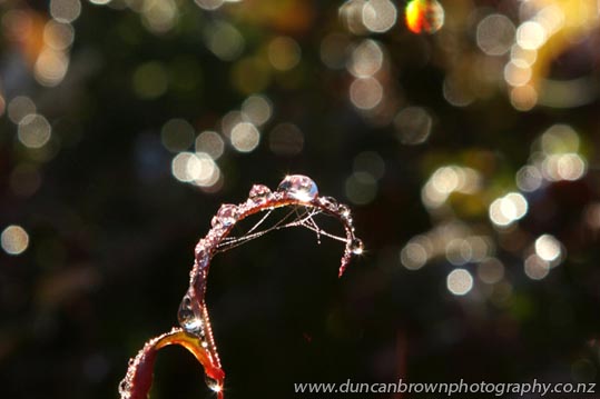Morning dew photograph